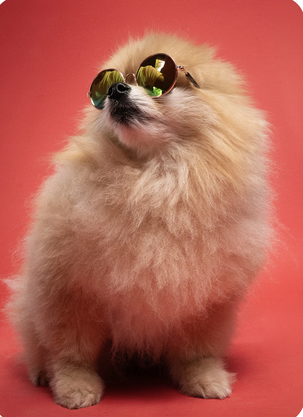 Playful dog wearing sunglasses on a coral backdrop